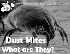 Dust Mites - What Are They from Green Cleaning Products