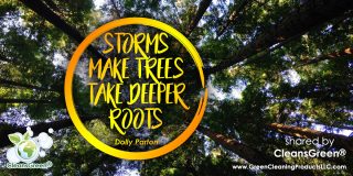 Storms Make Trees Take Deeper Roots - Dolly Parton #Quotes